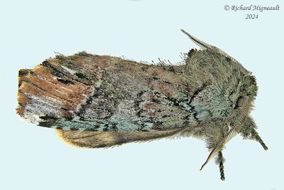 8007 - Unicorn Caterpillar Moth - Schizura unicornis m24 2