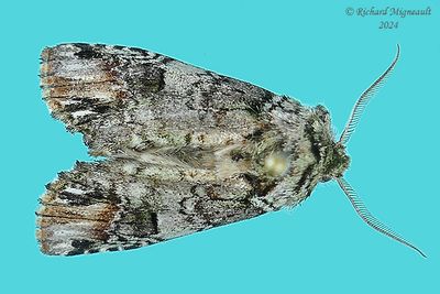 8007 - Unicorn Caterpillar Moth - Schizura unicornis m24 3