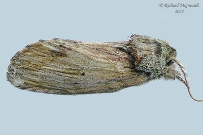 8010 - Red-humped Caterpillar Moth - Schizura concinna m24