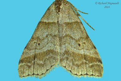 8338 - Dark-banded Owlet Moth - Phalaenophana pyramusalis m24 