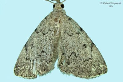 8341 - Zanclognatha theralis m24