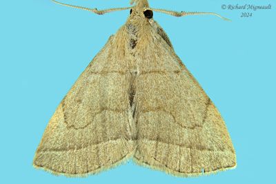 8351 - Early Zanclognatha Moth - Zanclognatha cruralis m24 1