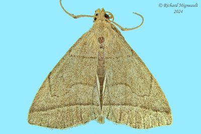 8351 - Early Zanclognatha Moth - Zanclognatha cruralis m24 2