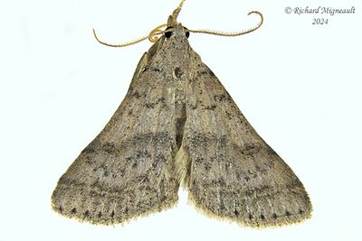 8386 - Renia adspergillus - Speckled Renia m24 