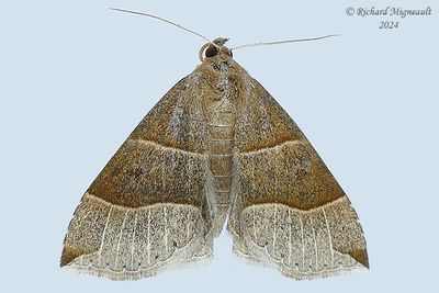 8727 - Maple Looper Moth - Parallelia bistriaris m24
