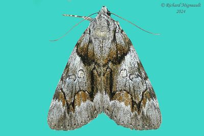 8867 - Catocala blandula - Charming Underwing m24 
