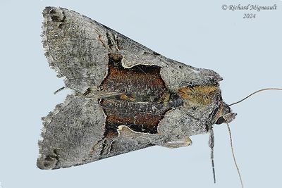 8923 - Brown-patched Moth - Autographa ampla m24 