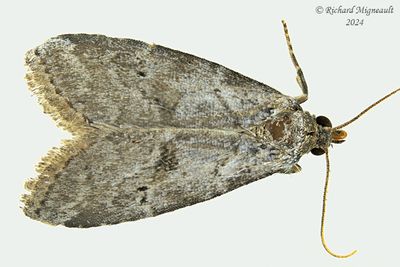 9037 - Hyperstrotia pervertens - Dotted Graylet Moth m24