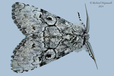 9189 - Charadra deridens - The Laugher m24
