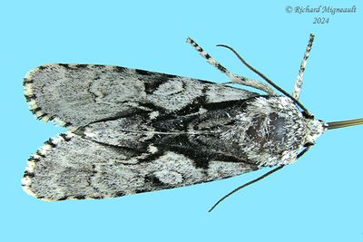 9221 - Acronicta funeralis - Funerary Dagger m24 