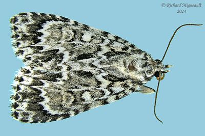 9241 - Fragile Dagger Moth - Acronicta fragilis m24 