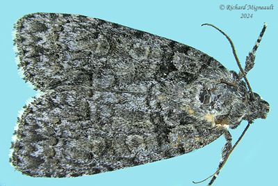 9242 - Acronicta exilis - Lesser Oak Dagger m24 