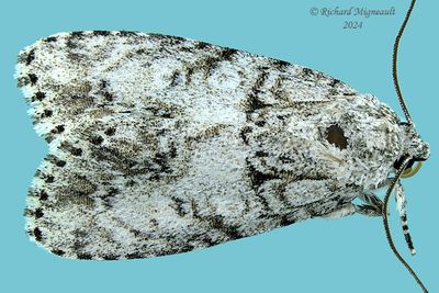 9251 - Retarded Dagger Moth - Acronicta retardata m24 