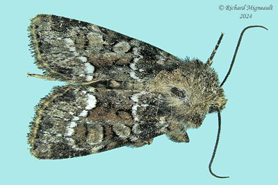 9415.1 - Oligia strigilis - Marbled Minor Moth m24