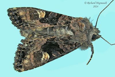 9545 - American Angle Shades - Euplexia benesimilis m24