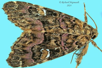 9631 - Pink-Shaded Fern Moth - Callopistria mollissima m24
