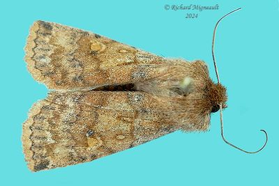 9935 - Three-Spotted Sallow - Eupsilia tristigmata m24 