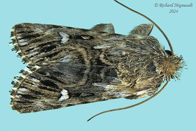 10177 - Toadflax Brocade - Calophasia lunula m24