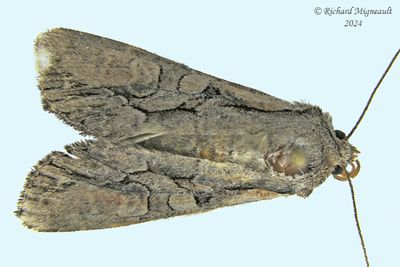 10299 - Speckled Cutworm - Lacanobia subjuncta m24