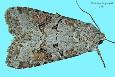 10304 - Trichordestra legitima - Striped Garden Caterpillar Moth m24 