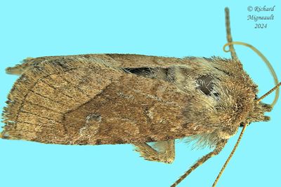 10405 - Bridled Arches Moth - Lacinipolia lorea  m24 1