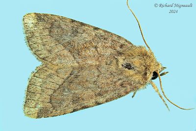 10405 - Bridled Arches Moth - Lacinipolia lorea m24 2