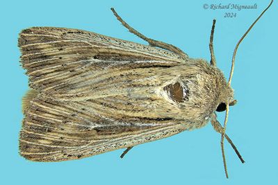 10449 - Leucania insueta m24