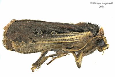 10891 - Flame-shouldered Dart Moth - Ochropleura implecta m24 
