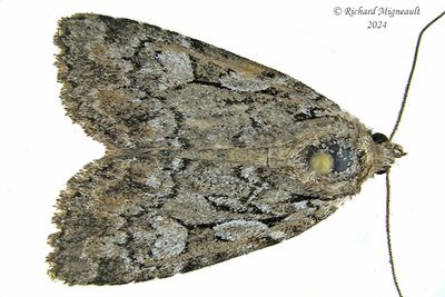 10999 - Aplectoides condita m24