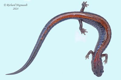 Salamandres - Salamenders