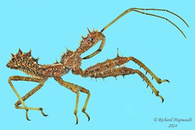 Assassin Bugs
