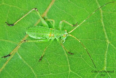 Katydids