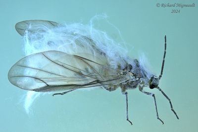Aphids - pucerons