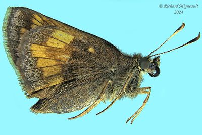 4059 - Hobomok Skipper - Hespérie hobomok m24