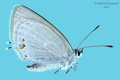 4362 - Western Tailed-Blue - Bleu porte-queue de l'Ouest m24