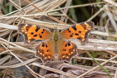 4429 - Polygone gris - Gray Comma - Polygonia progne m24