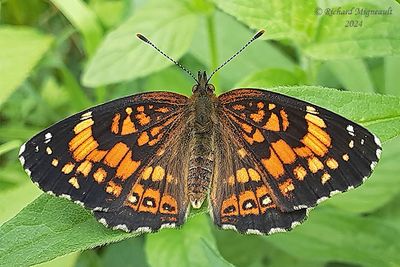 4490 - Silvery Checkerspot - Damier argenté m24