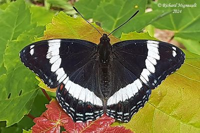Papillons de jour - - 3864-4617