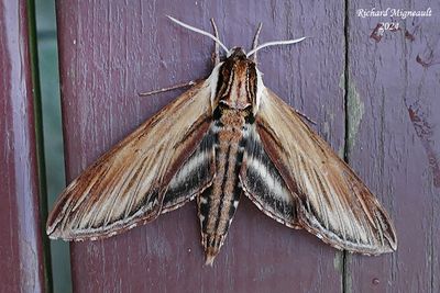 7809 - Laurel Sphinx - Sphinx kalmiae m24