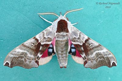 7821 - Twin-spotted Sphinx - Smerinthus jamaicensis m24