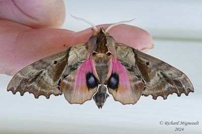 7824 - Blind-eyed Sphinx Moth - Paonias excaecata m24