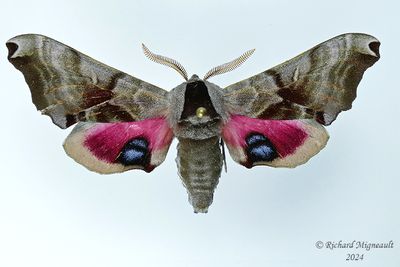 Sphingidae - - - 7771-7894