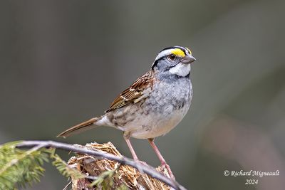 Bruant à gorge blanche - White-throated Sparrow m24 504 2f.jpg