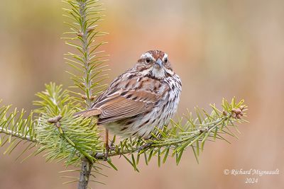 Bruant chanteur - Song Sparrow m24