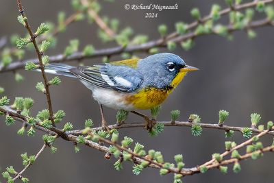 Paruline à collier - Northern Parula m24