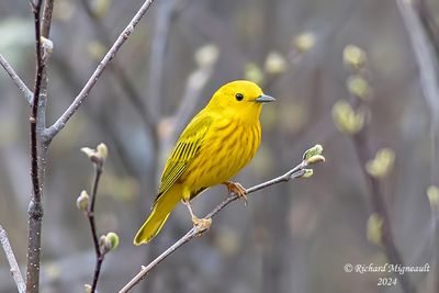 Paruline jaune - Yellow Warbler m24