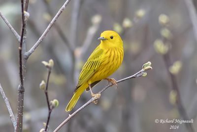 Paruline jaune - Yellow Warbler m24