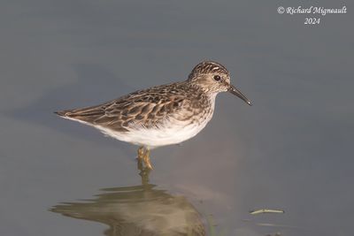 Bécasseau minuscule - Least Sandpiper m24