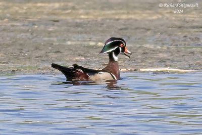 Canard branchu - Wood Duck m24