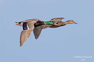 Canard colvert - Mallard m24